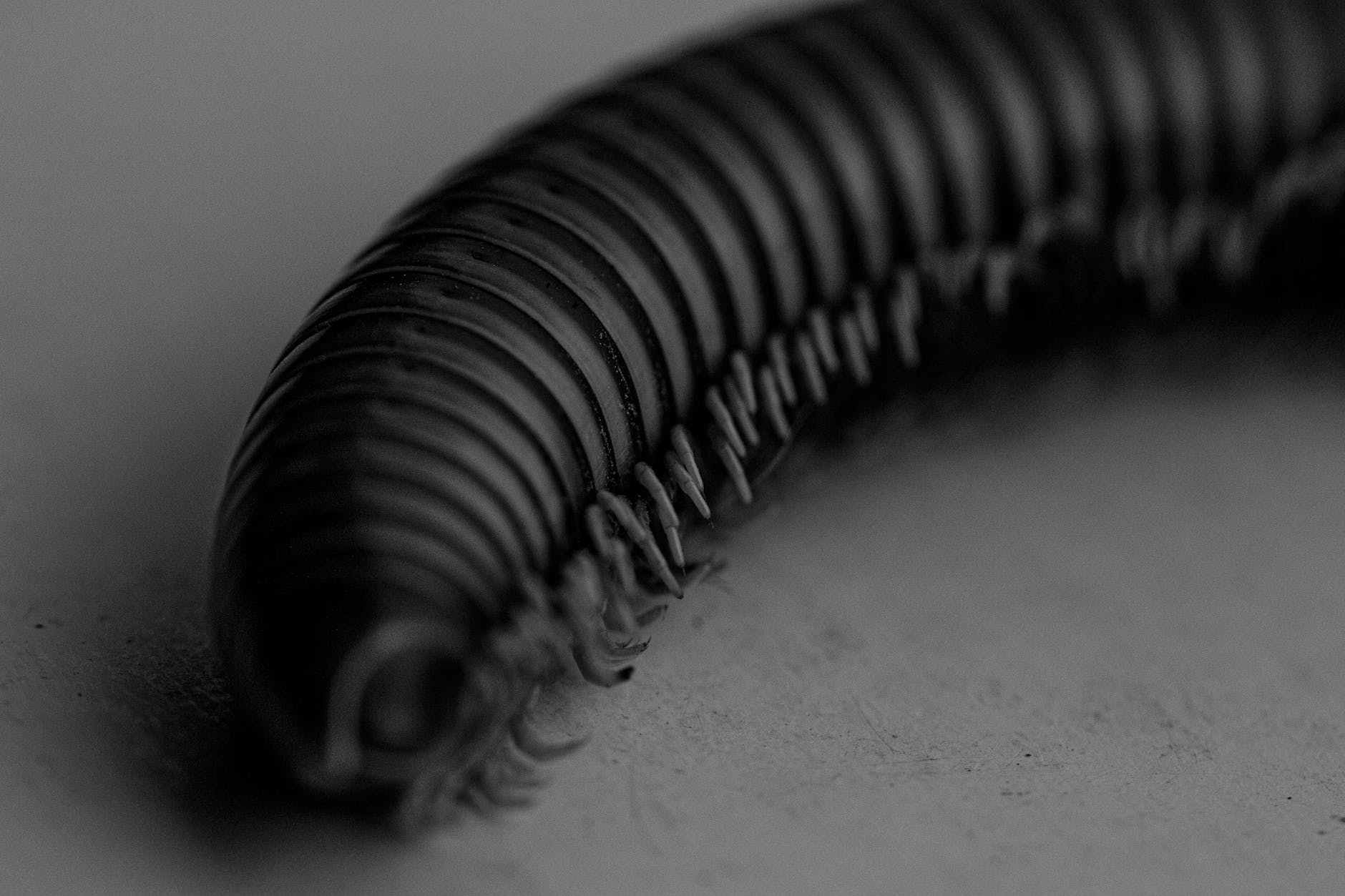 small wild centipede on white surface